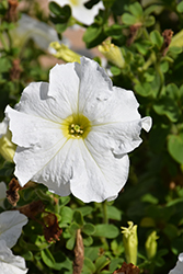 Dreams White Petunia (Petunia 'Dreams White') at Thies Farm & Greenhouses