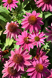 PowWow Wild Berry Coneflower (Echinacea purpurea 'PowWow Wild Berry') at Thies Farm & Greenhouses