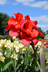 Cannova Bronze Scarlet Canna (Canna 'Cannova Bronze Scarlet') at Thies Farm & Greenhouses
