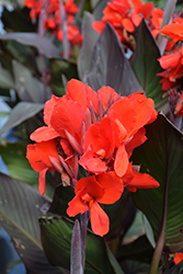Cannova Bronze Scarlet Canna (Canna 'Cannova Bronze Scarlet') at Thies Farm & Greenhouses