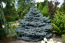 Montgomery Blue Spruce (Picea pungens 'Montgomery') at Thies Farm & Greenhouses