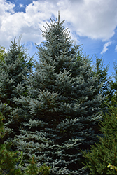 Baby Blue Eyes Spruce (Picea pungens 'Baby Blue Eyes') at Thies Farm & Greenhouses