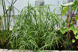 Umbrella Plant (Cyperus alternifolius) at Thies Farm & Greenhouses
