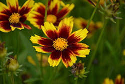 Golden Stardust Tickseed (Coreopsis 'Golden Stardust') at Thies Farm & Greenhouses