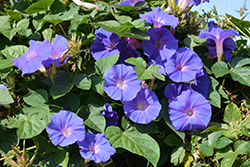 Heavenly Blue Morning Glory (Ipomoea tricolor 'Heavenly Blue') at Thies Farm & Greenhouses