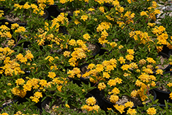 New Gold Lantana (Lantana camara 'New Gold') at Thies Farm & Greenhouses