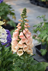 Dalmatian Peach Foxglove (Digitalis purpurea 'Dalmatian Peach') at Thies Farm & Greenhouses