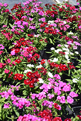 Floral Lace Mix Pinks (Dianthus 'Floral Lace Mix') at Thies Farm & Greenhouses