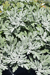 Silver Bullet Dusty Miller (Artemisia stellerianna 'Silver Bullet') at Thies Farm & Greenhouses