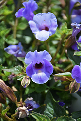 Summer Wave Large Blue Torenia (Torenia 'Summer Wave Large Blue') at Thies Farm & Greenhouses