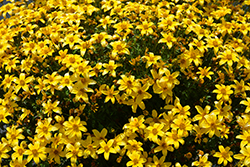 Beedance Yellow Bidens (Bidens 'Beedance Yellow') at Thies Farm & Greenhouses