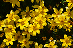 Beedance Yellow Bidens (Bidens 'Beedance Yellow') at Thies Farm & Greenhouses