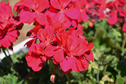 Calliope Medium Hot Pink Geranium (Pelargonium 'Calliope Medium Hot Pink') at Thies Farm & Greenhouses