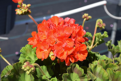 Rocky Mountain Orange Geranium (Pelargonium 'Rocky Mountain Orange') at Thies Farm & Greenhouses