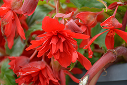 Illumination Scarlet Begonia (Begonia 'Illumination Scarlet') at Thies Farm & Greenhouses