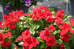 Titan Dark Red Vinca (Catharanthus roseus 'Titan Dark Red') at Thies Farm & Greenhouses
