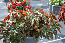 Gryphon Begonia (Begonia 'Gryphon') at Thies Farm & Greenhouses