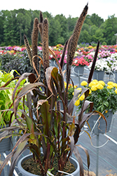 Purple Baron Millet (Pennisetum 'Purple Baron') at Thies Farm & Greenhouses
