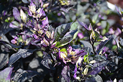Purple Flash Ornamental Pepper (Capsicum annuum 'Purple Flash') at Thies Farm & Greenhouses