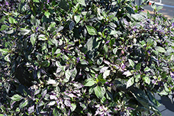 Calico Ornamental Pepper (Capsicum annuum 'Calico') at Thies Farm & Greenhouses