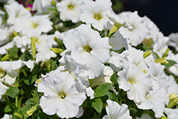 Easy Wave White Petunia (Petunia 'Easy Wave White') at Thies Farm & Greenhouses