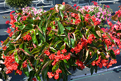 Dragon Wing Red Begonia (Begonia 'Dragon Wing Red') at Thies Farm & Greenhouses