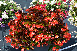 BabyWing Red Begonia (Begonia 'BabyWing Red') at Thies Farm & Greenhouses