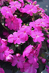 SunPatiens Compact Lilac New Guinea Impatiens (Impatiens 'SakimP063') at Thies Farm & Greenhouses