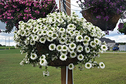 Surdiva White Fan Flower (Scaevola aemula 'Surdiva White') at Thies Farm & Greenhouses