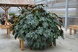 Pegasus Begonia (Begonia 'Pegasus') at Thies Farm & Greenhouses