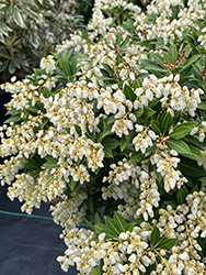 Cavatine Dwarf Japanese Pieris (Pieris japonica 'Cavatine') at Thies Farm & Greenhouses