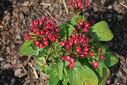 Starcluster Red Star Flower (Pentas lanceolata 'Starcluster Red') at Thies Farm & Greenhouses