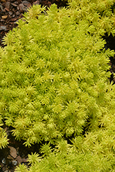 Lemon Coral Stonecrop (Sedum rupestre 'Lemon Coral') at Thies Farm & Greenhouses