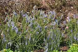 Blue Skywalker Speedwell (Veronica 'Blue Skywalker') at Thies Farm & Greenhouses