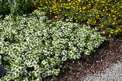 Surdiva White Fan Flower (Scaevola aemula 'Surdiva White') at Thies Farm & Greenhouses