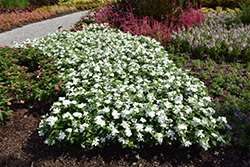 Valiant Pure White Vinca (Catharanthus roseus 'Valiant Pure White') at Thies Farm & Greenhouses