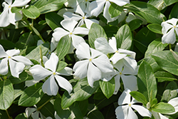 Valiant Pure White Vinca (Catharanthus roseus 'Valiant Pure White') at Thies Farm & Greenhouses