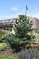 Blue Japanese Pine (Pinus parviflora 'Glauca') at Thies Farm & Greenhouses