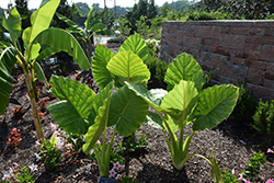Elephant's Ear (Alocasia macrorrhizos) at Thies Farm & Greenhouses