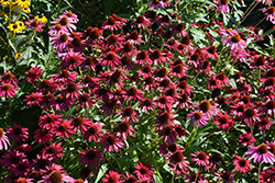 Sombrero Baja Burgundy Coneflower (Echinacea 'Balsombabur') at Thies Farm & Greenhouses