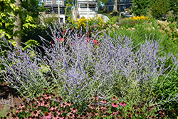 Russian Sage (Perovskia atriplicifolia) at Thies Farm & Greenhouses