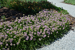 Millenium Ornamental Onion (Allium 'Millenium') at Thies Farm & Greenhouses