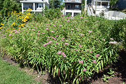Cinderella Milkweed (Asclepias incarnata 'Cinderella') at Thies Farm & Greenhouses