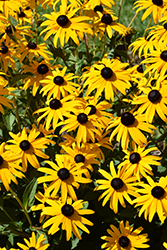 Goldsturm Coneflower (Rudbeckia fulgida 'Goldsturm') at Thies Farm & Greenhouses