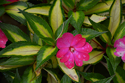 SunPatiens Compact Tropical Rose New Guinea Impatiens (Impatiens 'SunPatiens Compact Tropical Rose') at Thies Farm & Greenhouses