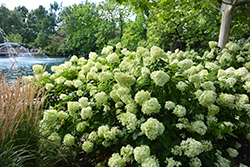 Little Lime Hydrangea (Hydrangea paniculata 'Jane') at Thies Farm & Greenhouses