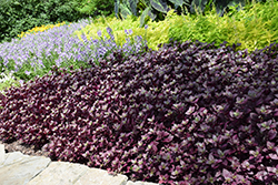 Purple Knight Alternanthera (Alternanthera dentata 'Purple Knight') at Thies Farm & Greenhouses