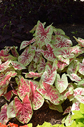 Raspberry Moon Caladium (Caladium 'Raspberry Moon') at Thies Farm & Greenhouses