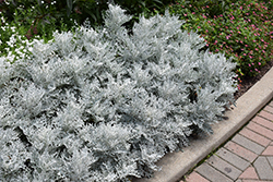 Silver Dust Dusty Miller (Senecio cineraria 'Silver Dust') at Thies Farm & Greenhouses