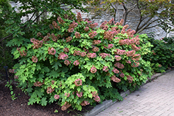 Ruby Slippers Hydrangea (Hydrangea quercifolia 'Ruby Slippers') at Thies Farm & Greenhouses